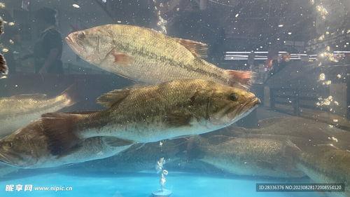 超级亚洲水产视频,探寻海洋宝藏的视觉盛宴